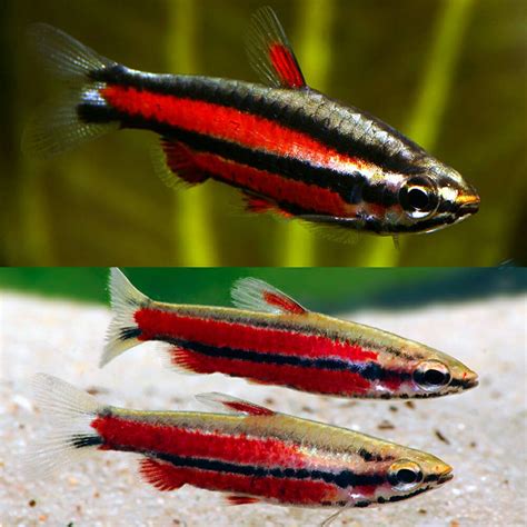 pencil fish|Pencil Fish: All You Need To Know .